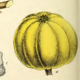 Garcinia cambogia fruit