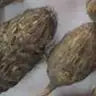 Nutgrass root