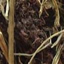 Spikenard root