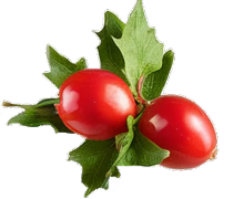 Hawthorn berries