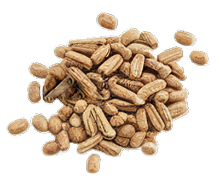 Daikon radish seeds