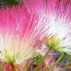 Albizzia flower