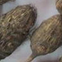 Nutgrass root