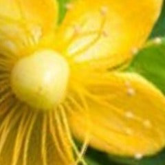 St. John's wort flower