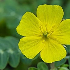 Tribulus flower