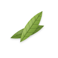 Indian bay leaf
