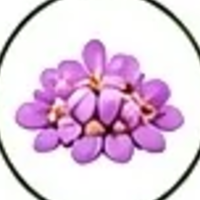 Indian lilac (neem)