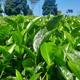 Green tea leaves