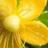 St. John&rsquo;s wort